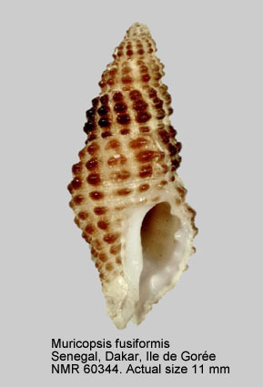 Muricopsis fusiformis.jpg - Muricopsis fusiformis(Gmelin,1791)